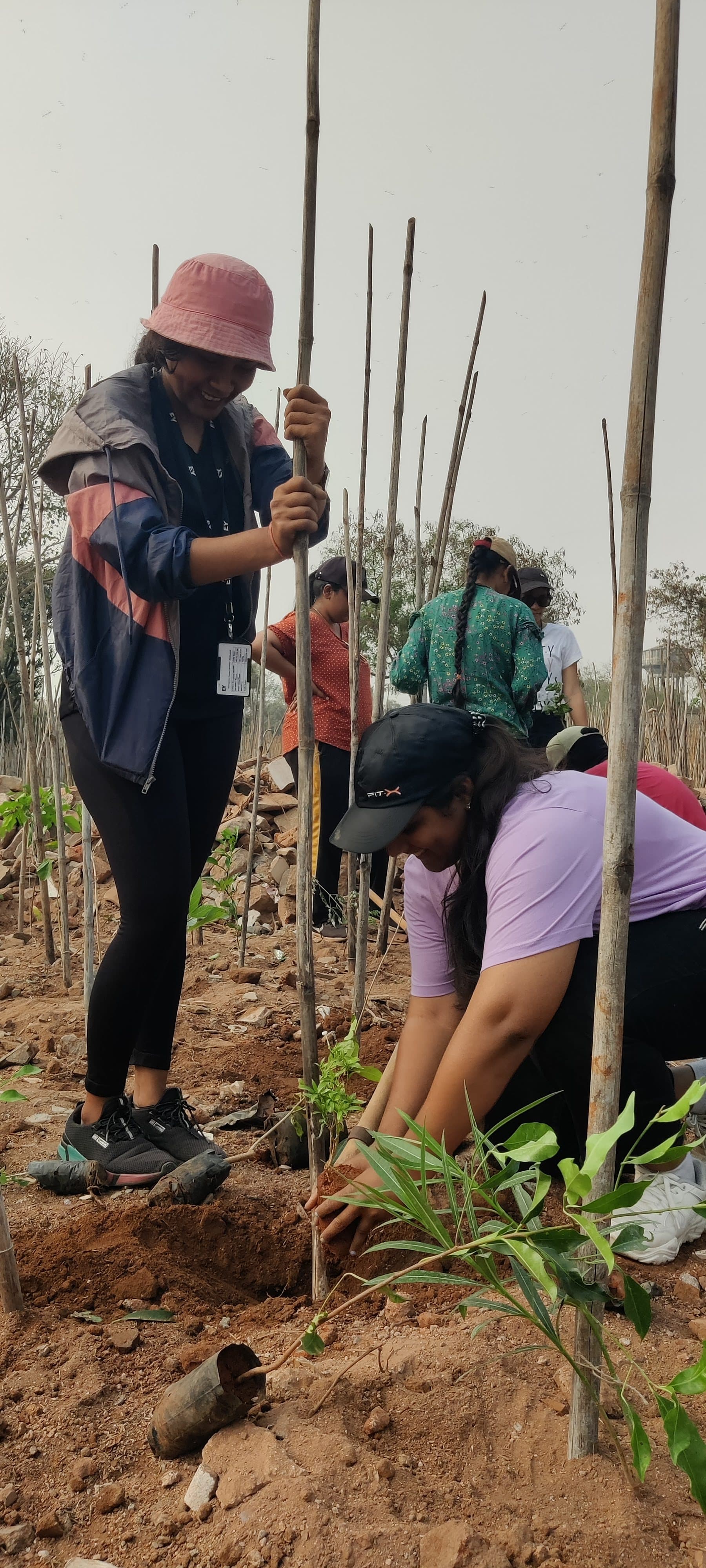 Miyawaki Saplings