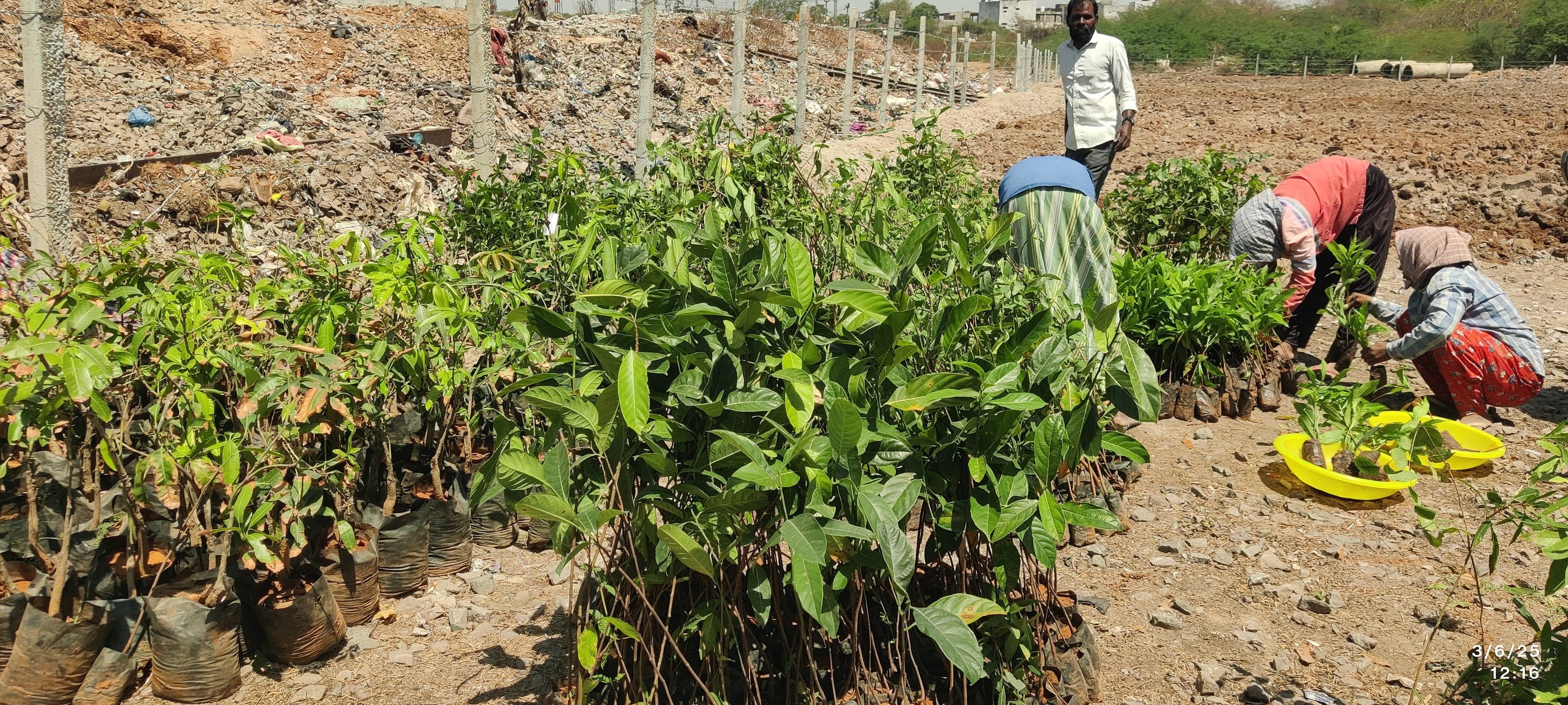 Plantation Nursery Drive